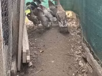 إنديان رانر — الصورة 1