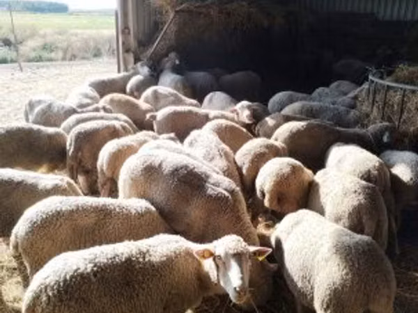 母羊, Ile-de-France sheep