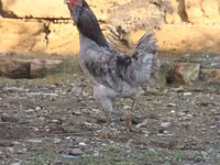 Ameraucana — foto 3