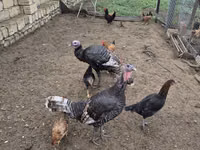 Turkeys — الصورة 4