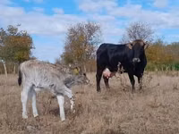 Cow, Brown Carpathian breed — photo 3