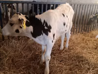 Toro, Russian Black pied cattle — foto 2