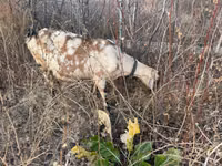 Goat, Nubian Goat — photo 1