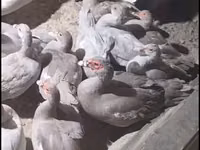 Ducks — Foto 1