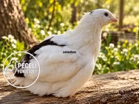 Перепела — фото 3