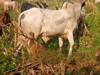 गाय, मवेशी — फ़ोटो 2