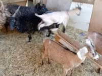Cabra, Cabras — foto 1