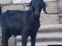 Billy Goat, Anatolian Black goats — photo 1