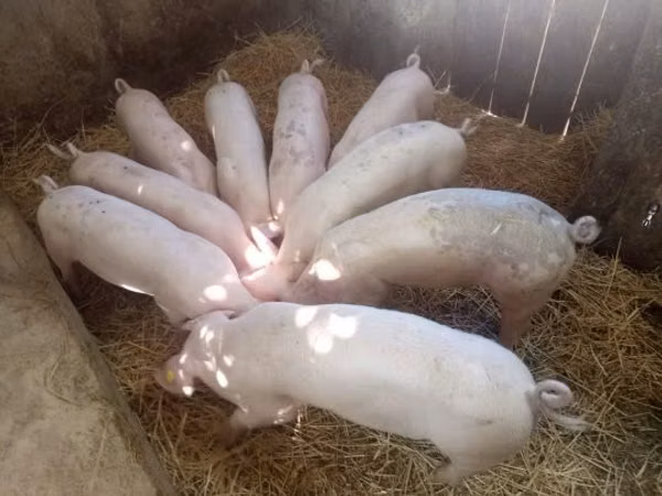 خنزيرة, 