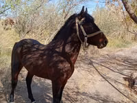 Horse (M), Karabair horse — photo 1