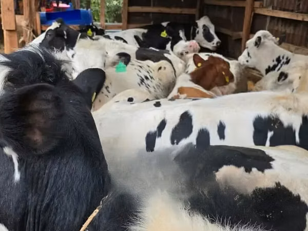 गाय, गोलस्टीन नस्ल