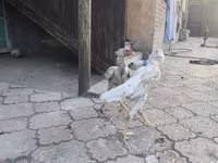 دجاج شمو — الصورة 5