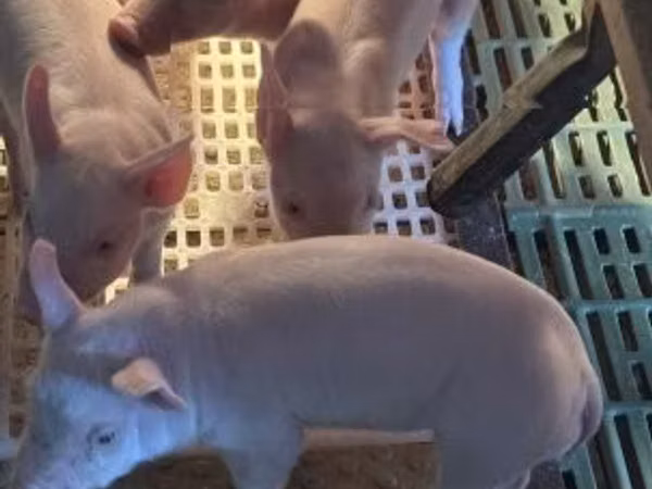 Pigs (batch, sex not specified), 