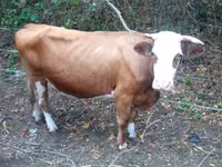 公牛, French Simmental cattle — 照片 7