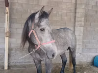 Hengst, Kustanai horse — Foto 2