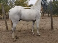 Horse (M), Lipizzaner — photo 1