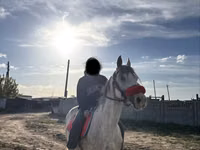 Caballo, Anglo-Arabian — foto 3