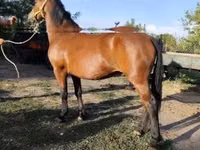 Horse (M), Horses — photo 2