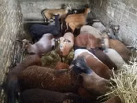Sheep, Cameroon sheep — photo 1