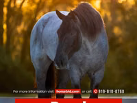 Hengst, Percheron — Foto 1
