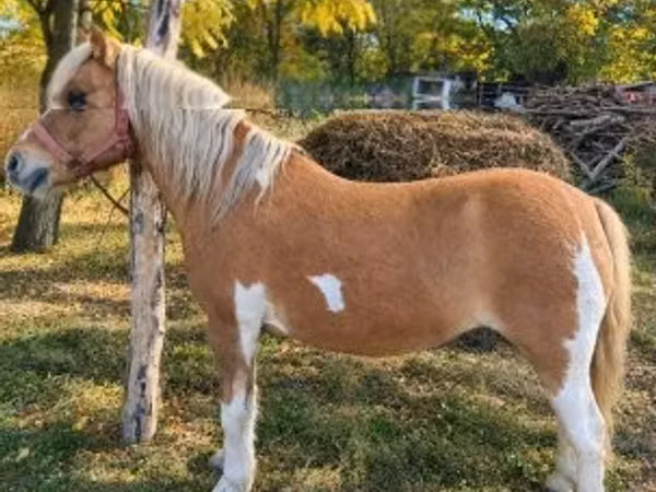 Yegua, Shetland Pony