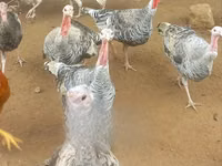 Turkeys — Foto 1