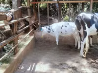 Cow, Holstein breed — photo 2