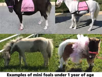 公马, Miniature horse — 照片 1