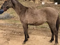 Mare, Rocky Mountain Horse — photo 6