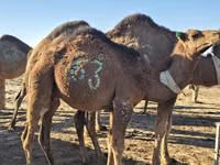 جمل, Arvana camel — الصورة 2