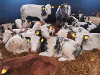 Cattle (batch, sex not specified), Belgian Blue — photo 3