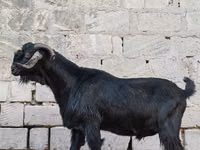 Billy Goat, Goats — photo 5