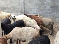 Oveja, Tian-Shan semifinewool sheep — foto 8