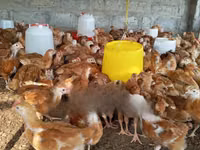 Chickens — 照片 2