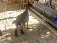 عنزة, Czech Brown Shorthaired goats — الصورة 4