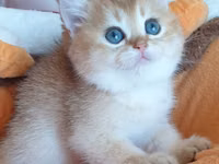 Britaniya Şinşilla (Golden/Blue eyes) balası - Cins: Britaniya — foto 2