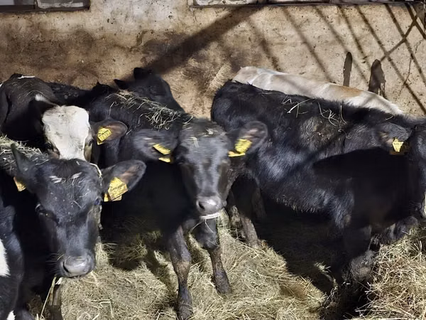 Cattle (batch, sex not specified), Cattle