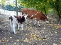 公牛, French Simmental cattle — 照片 1