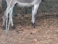 Caballo, Caballos — foto 1