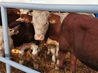 Rinder (Partie, Geschlecht nicht angegeben), Simmental cattle — Foto 2