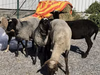 Oveja, Hissar sheep — foto 1