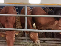Bulle, Limousin-Kuh — Foto 4