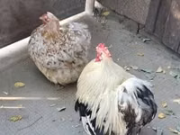 Pekin-Zwerg — Foto 1