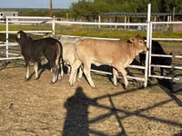 Vaca, Brahman — foto 7