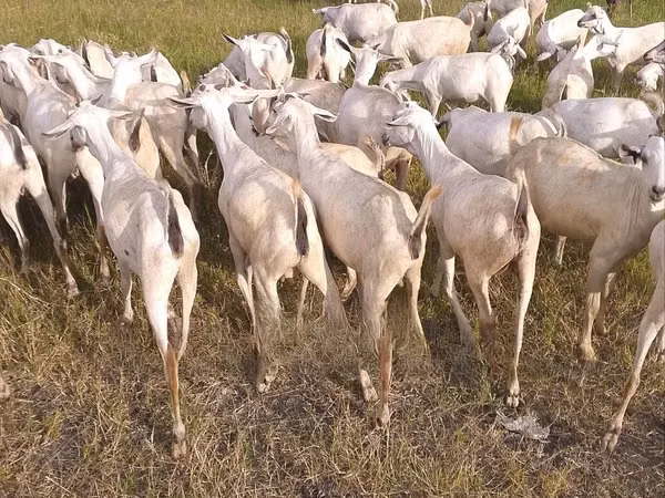 Goats (batch, sex not specified), Boer goat — Kenya