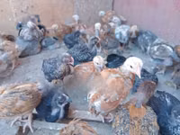 Chickens — फ़ोटो 7