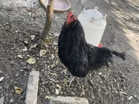 Ameraucana — Foto 2