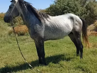 Hengst, Mustang — Foto 1