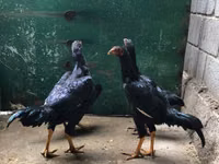 Gallinas Shamo — foto 5