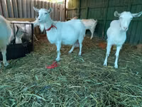 Goat, Saanen goat — photo 5